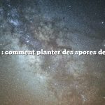Question : comment planter des spores de morilles